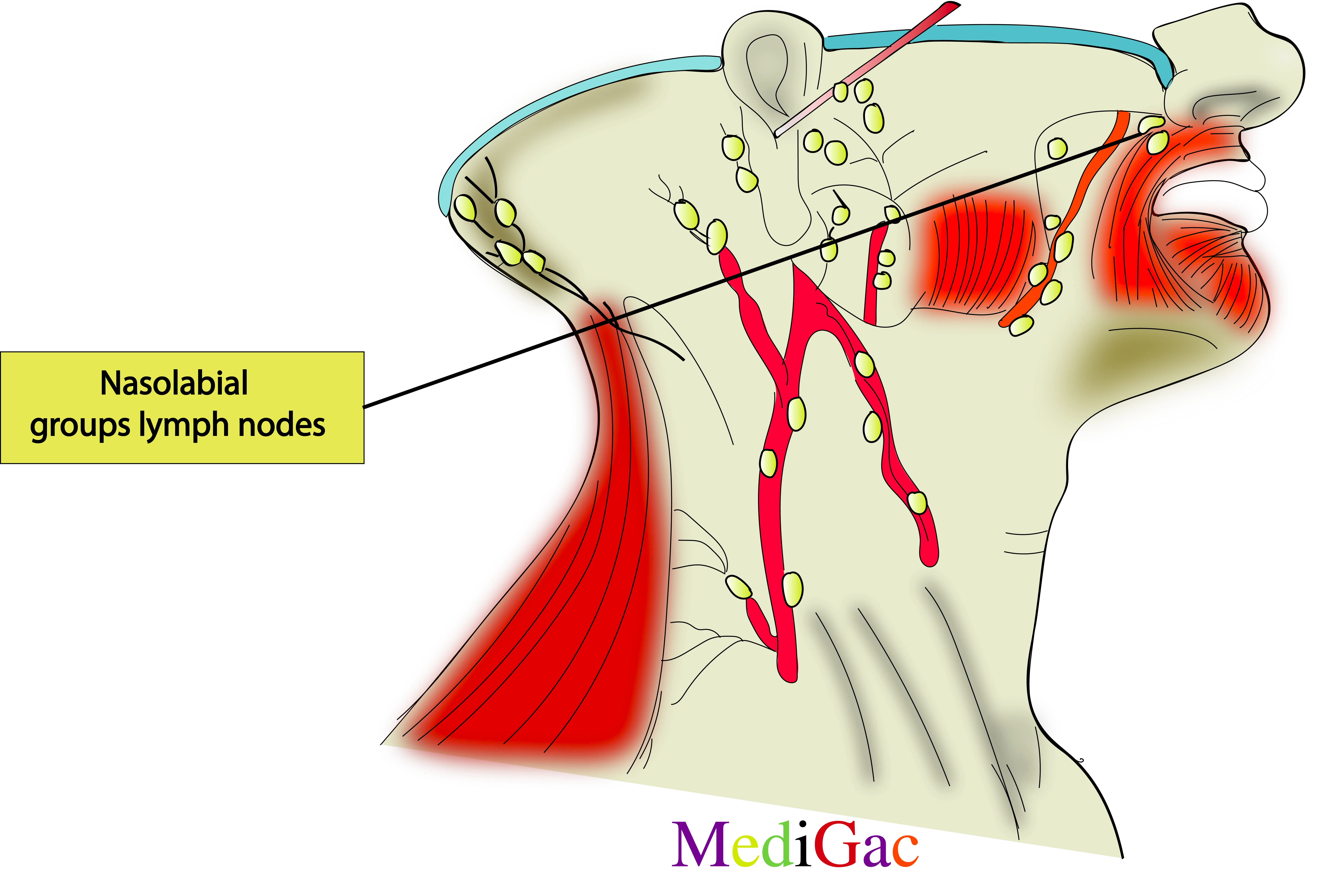 Nasolabial lymph nodes